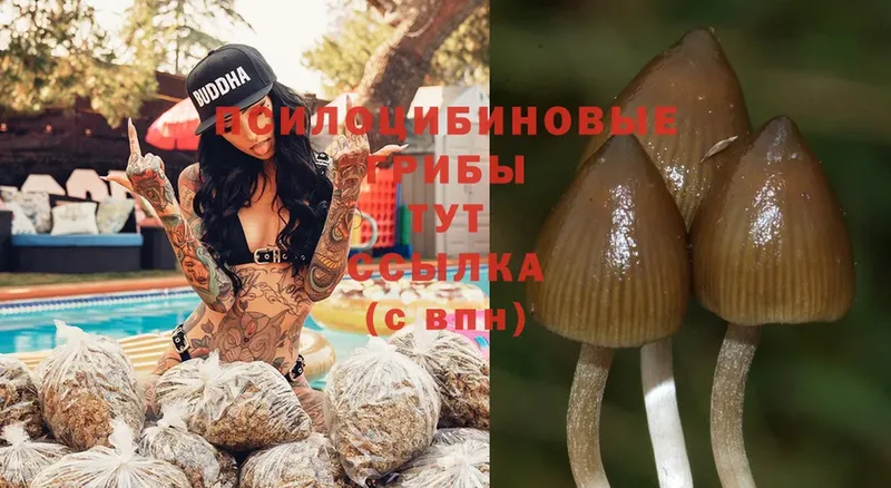 mega онион  Ишим  Галлюциногенные грибы Psilocybe 